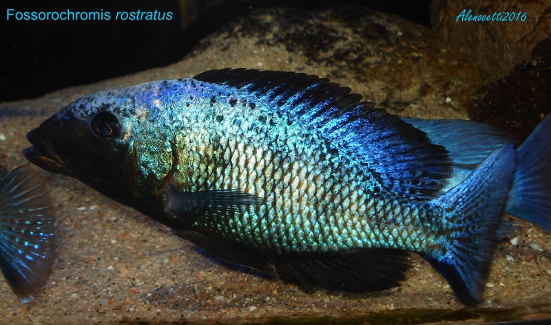 Fossorochromis rostratus